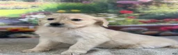 Golden Retriever dogs for sale:  Pixie - Ad 4