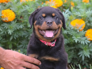 Rottweiler dogs - Ad 37