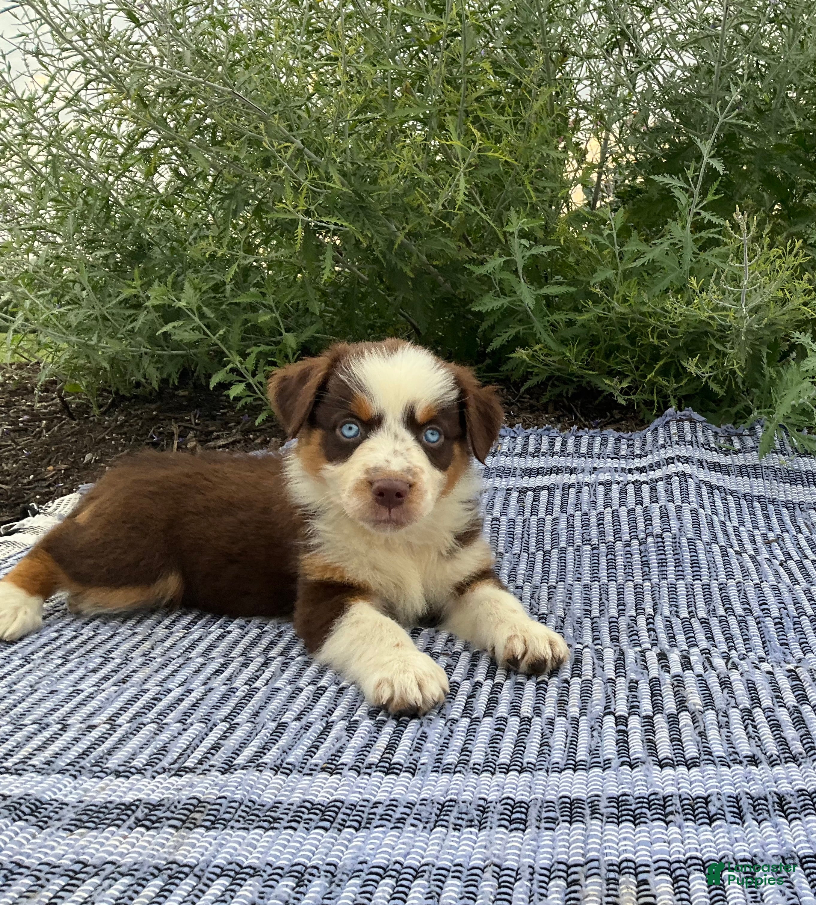 Australian Shepherd dogs Cheyanne - Ad 1