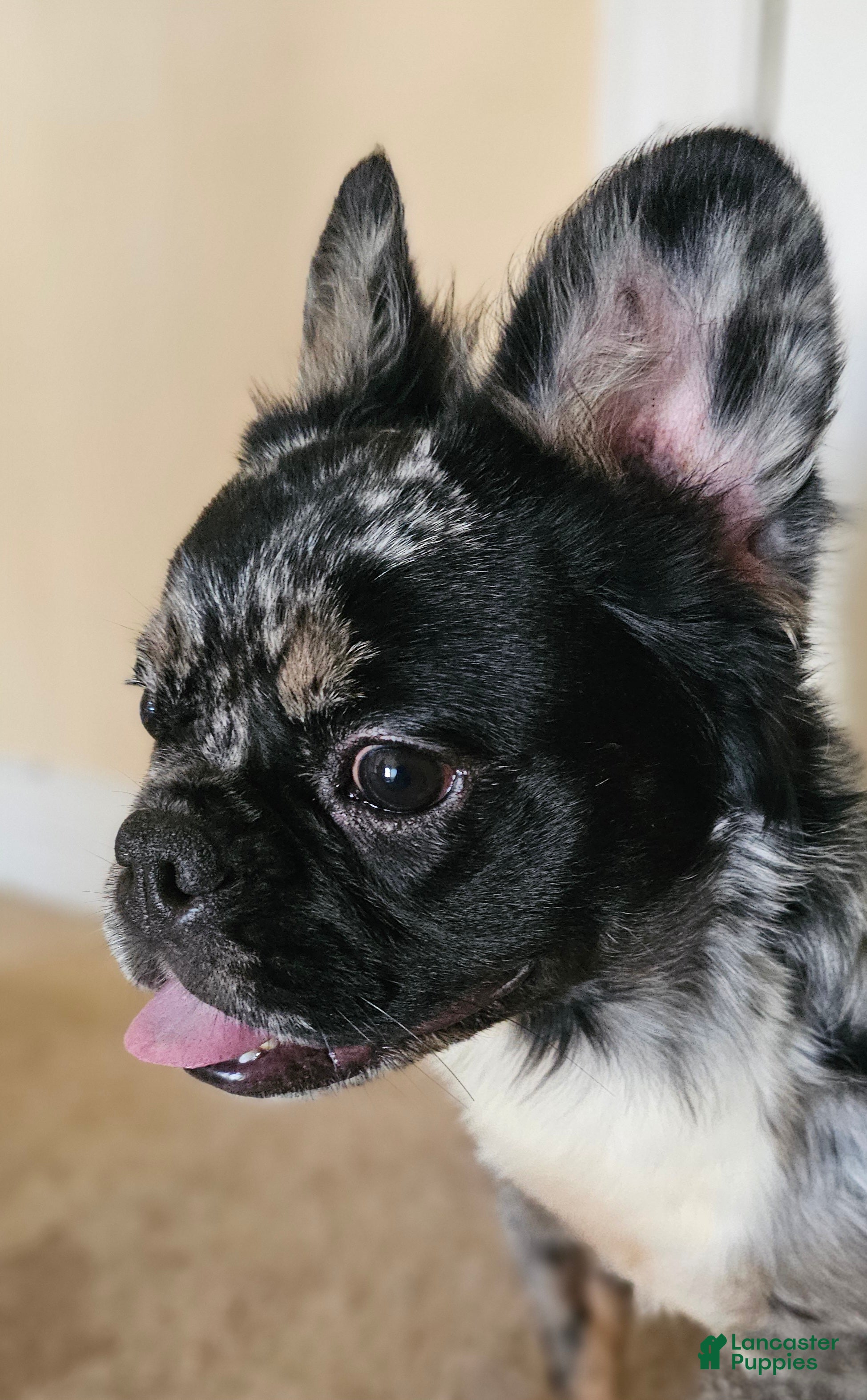 French Bulldog dogs  Rosado, The curious showstopper 🐾 - Ad 2