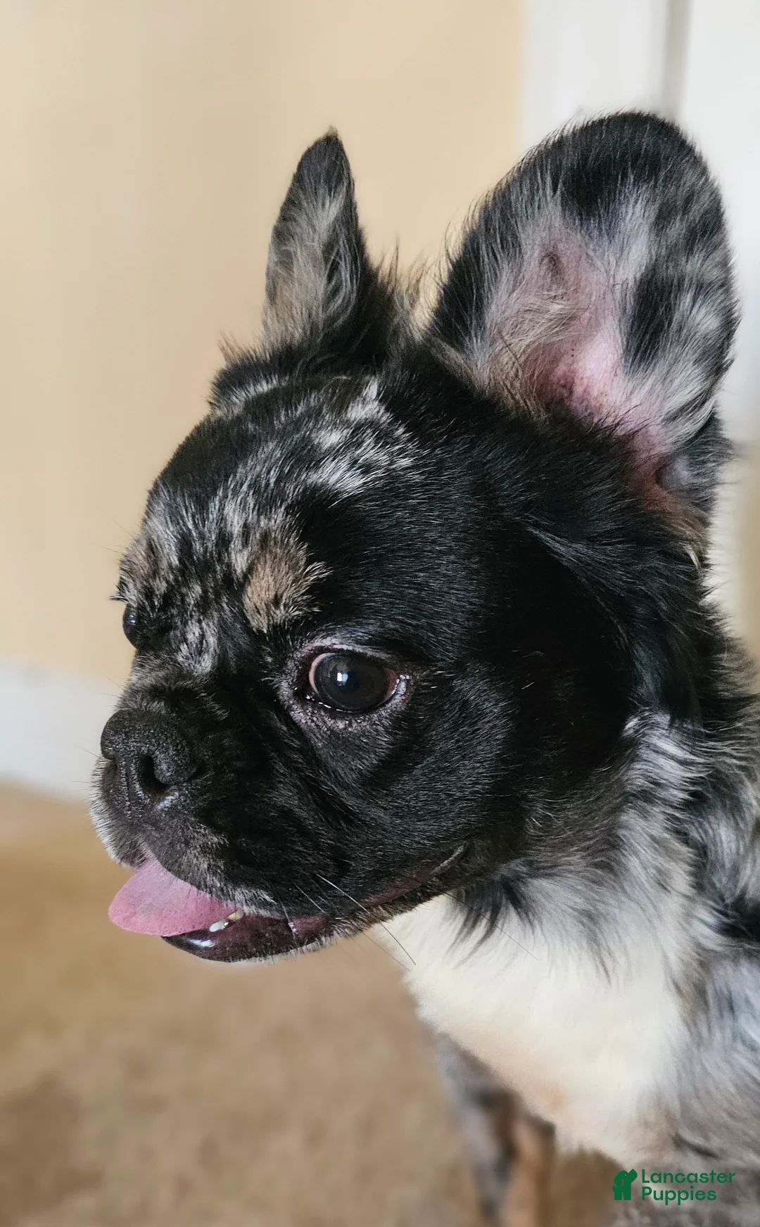 French Bulldog dogs for sale:  Rosado, The curious showstopper 🐾 - Ad 2