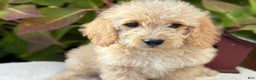 Mini Goldendoodle dogs for sale: Journey - Ad 10
