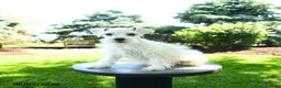 Miniature Schnauzer dogs for sale: Banjo  - Ad 3
