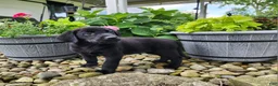 Labrador Retriever dogs for sale: Buddy - Ad 4