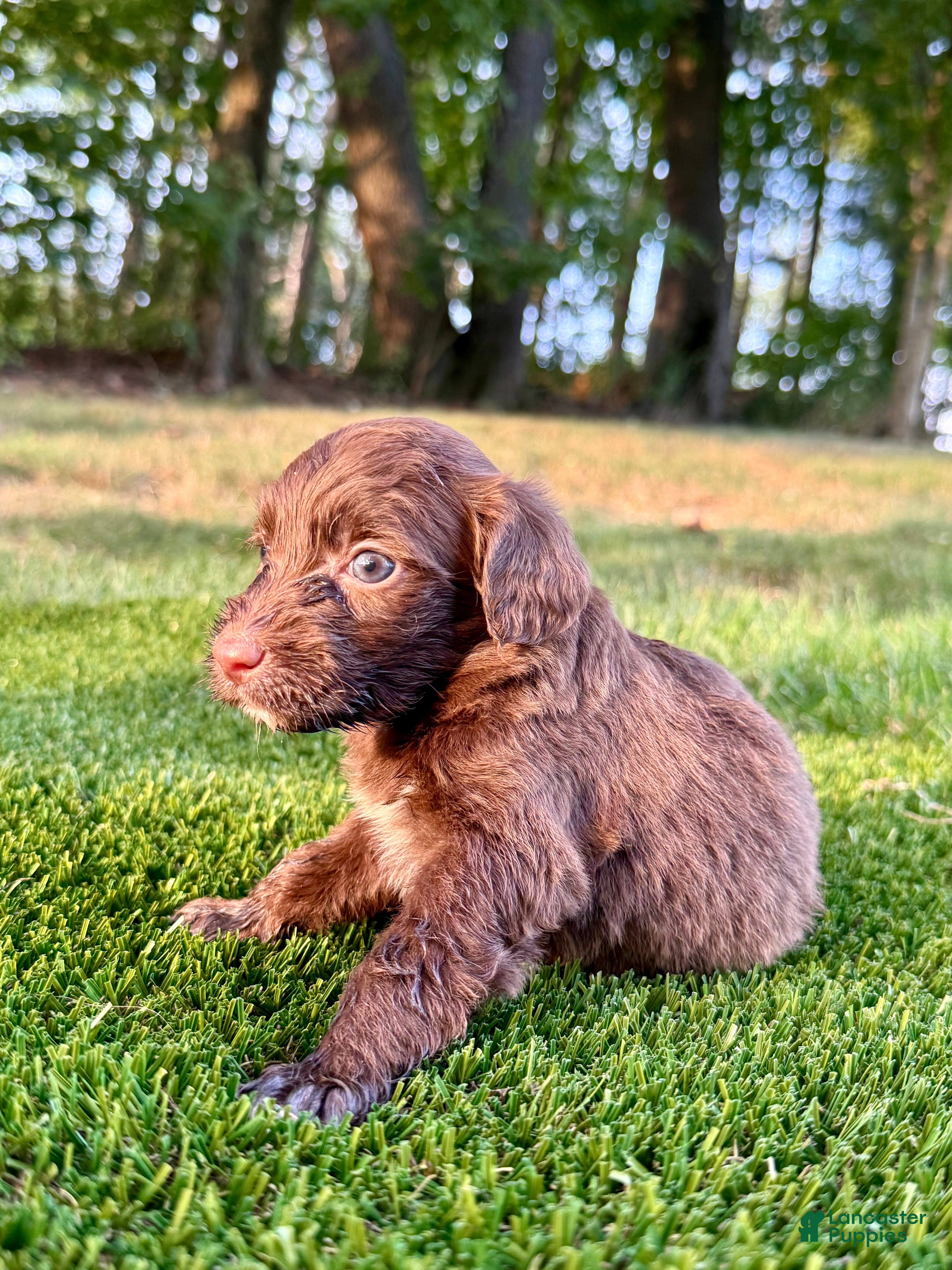 Portuguese Water Dog dogs Roxy - Ad 2