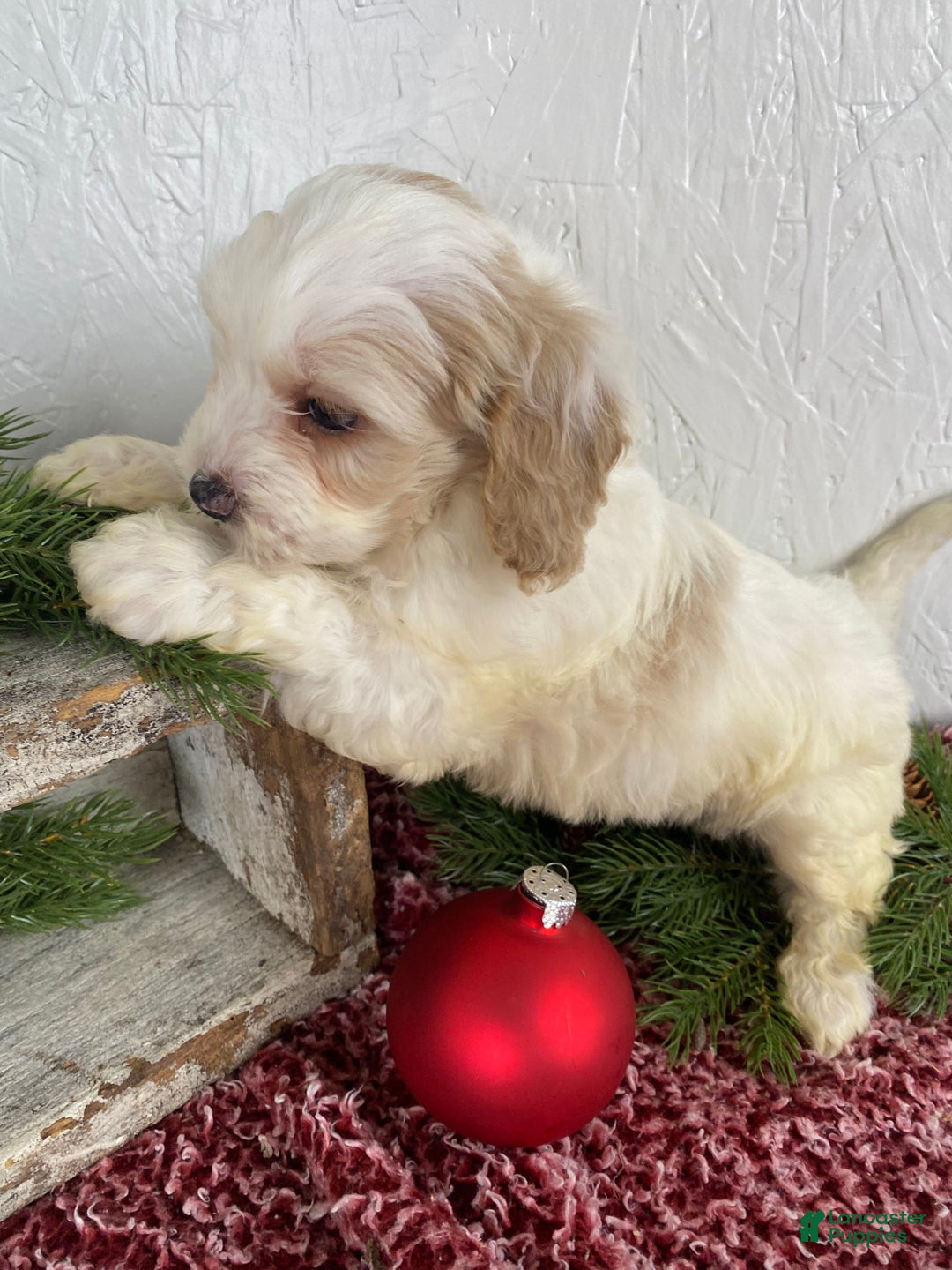 Cockapoo dogs for sale: Milo - Ad 13