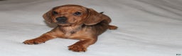 Miniature Dachshund dogs for sale: Snicker Mini  - Ad 12