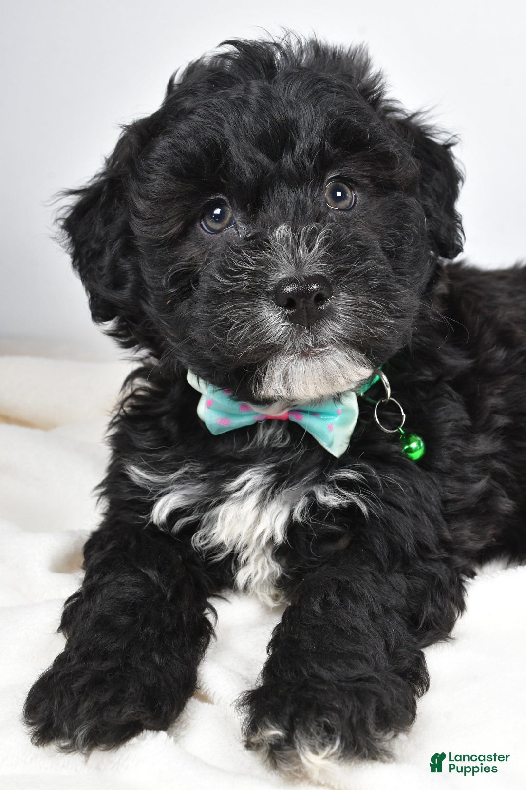 Newfypoo dogs for sale: Hickory f one b - Ad 3