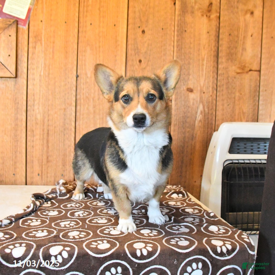 Mixed Breed dogs for sale: Noah - Ad 6