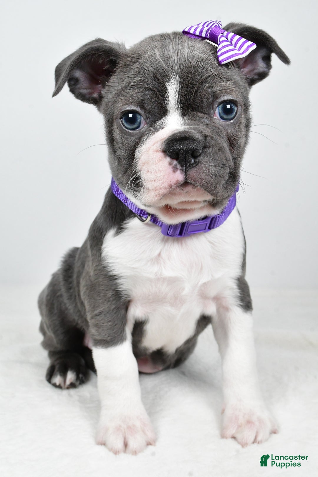 Mixed Breed dogs for sale: Sadie - Ad 8