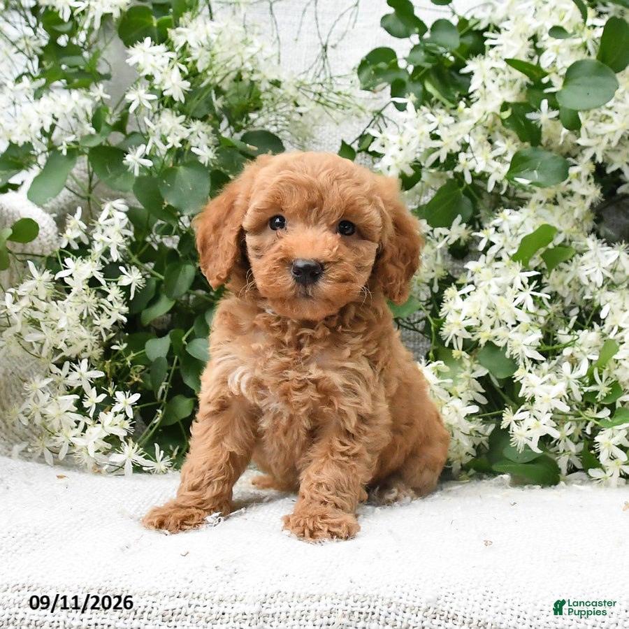 Goldendoodle dogs Jolene - Ad 2