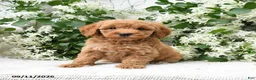 Goldendoodle dogs for sale: Jolene - Ad 2