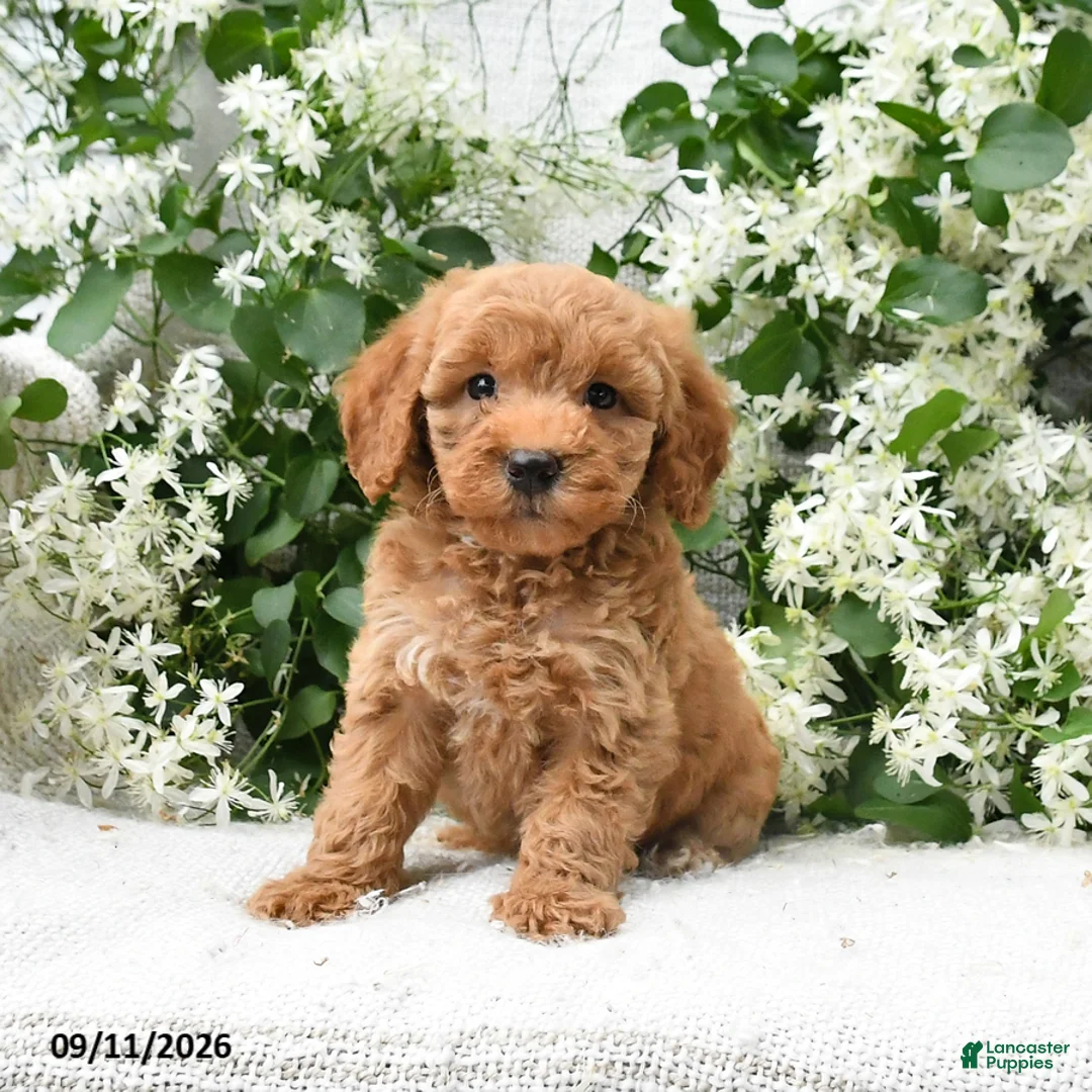 Goldendoodle dogs for sale: Jolene - Ad 2