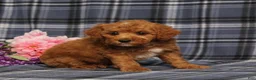 Miniature Poodle dogs for sale: AKC Quartz - Ad 3