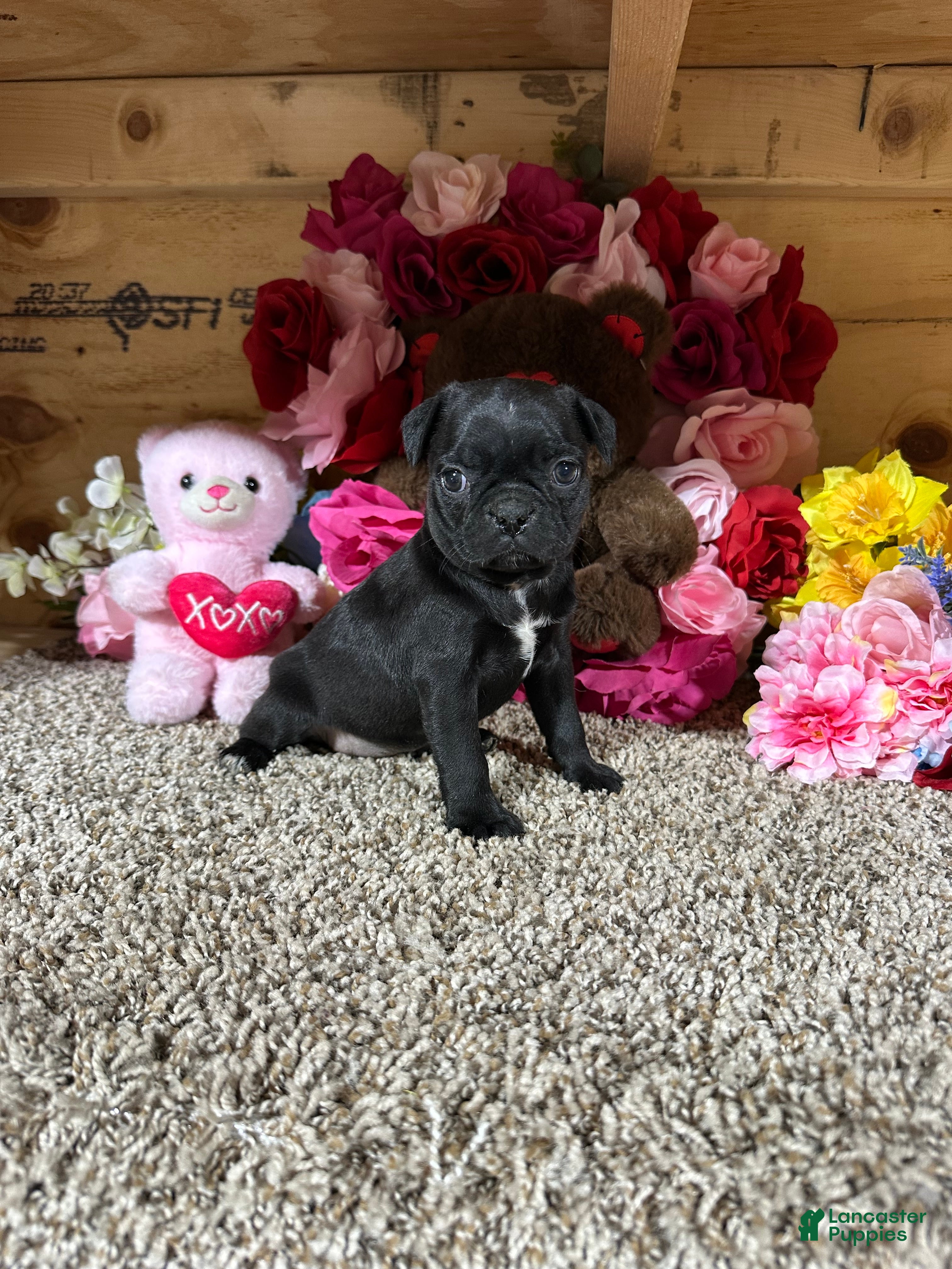 Mixed Breed dogs Mixed Breed Puppy 5 - Ad 2