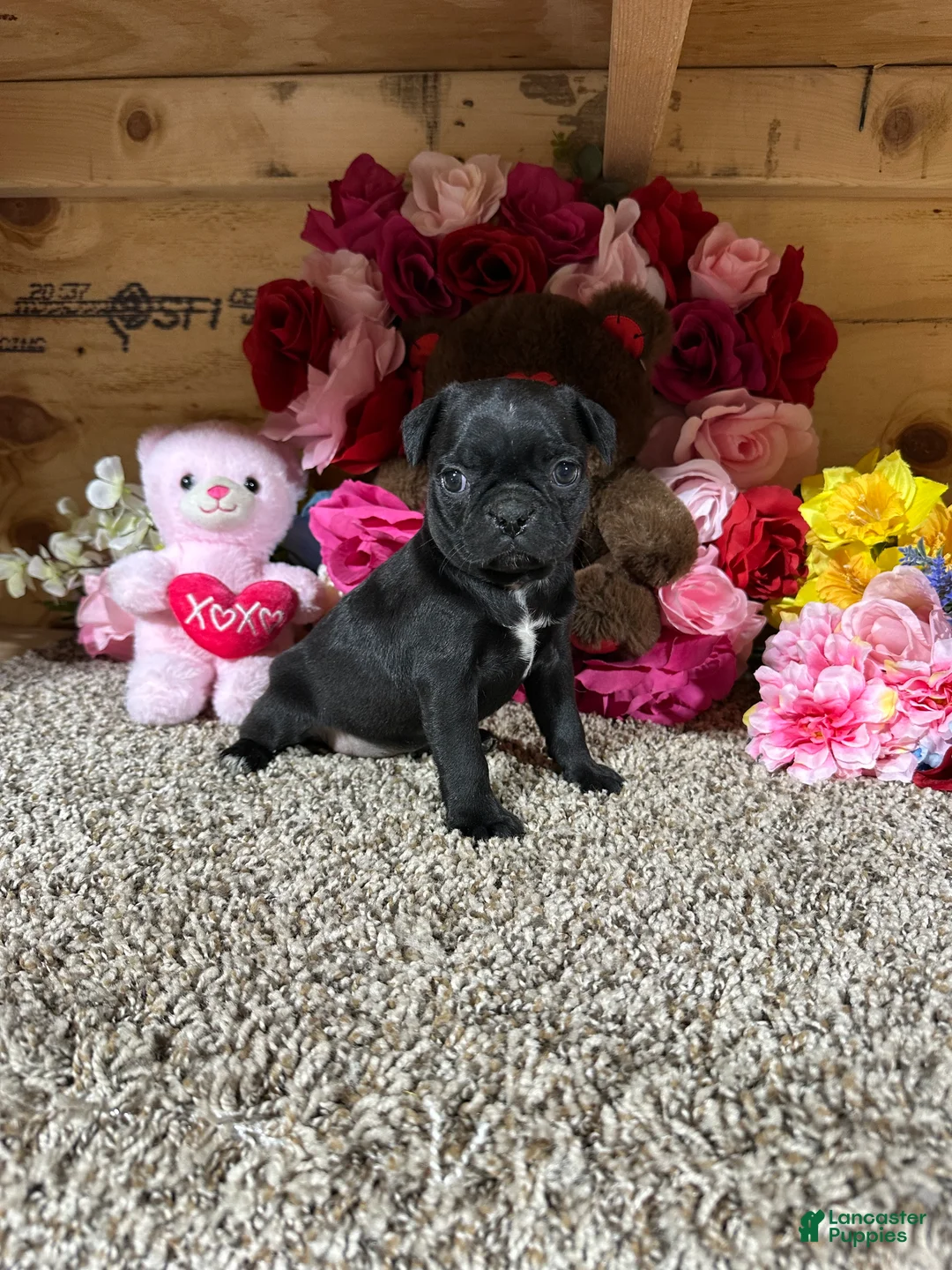 Mixed Breed dogs for sale: Mixed Breed Puppy 5 - Ad 2