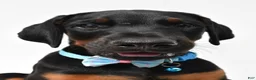 Doberman Pinscher dogs for sale: Bo - Ad 7