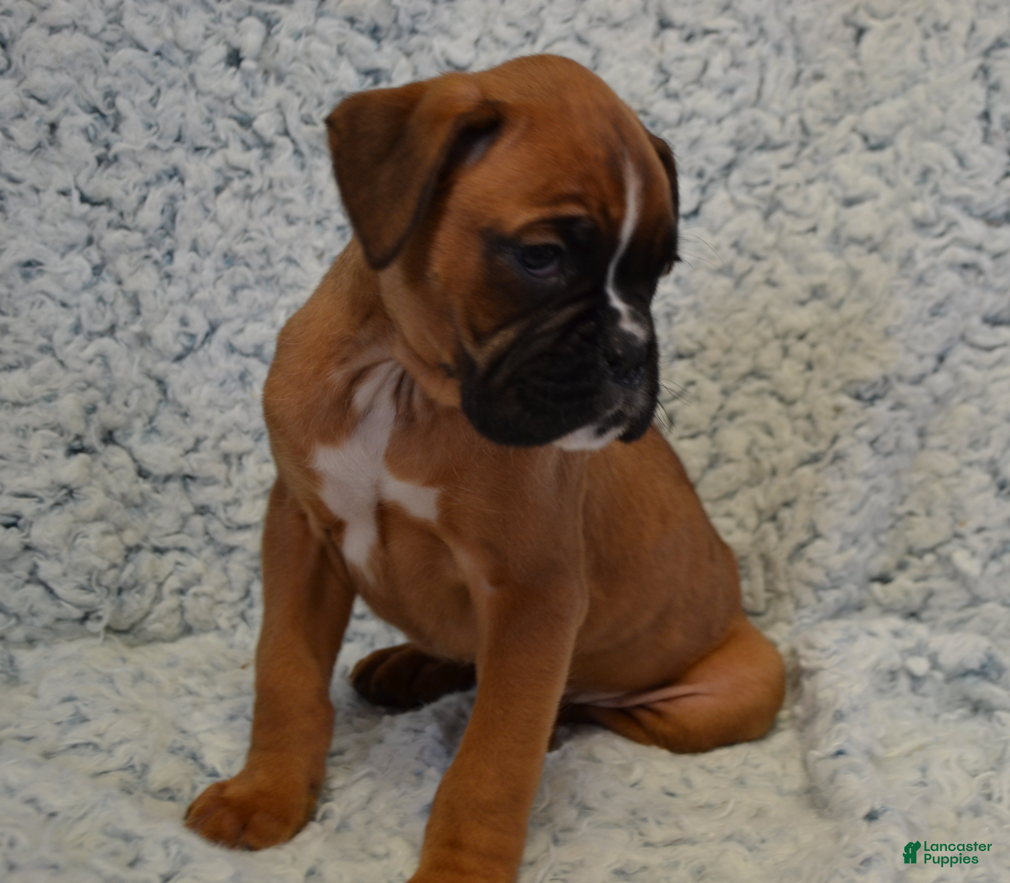 Boxer dogs Renley - Ad 26