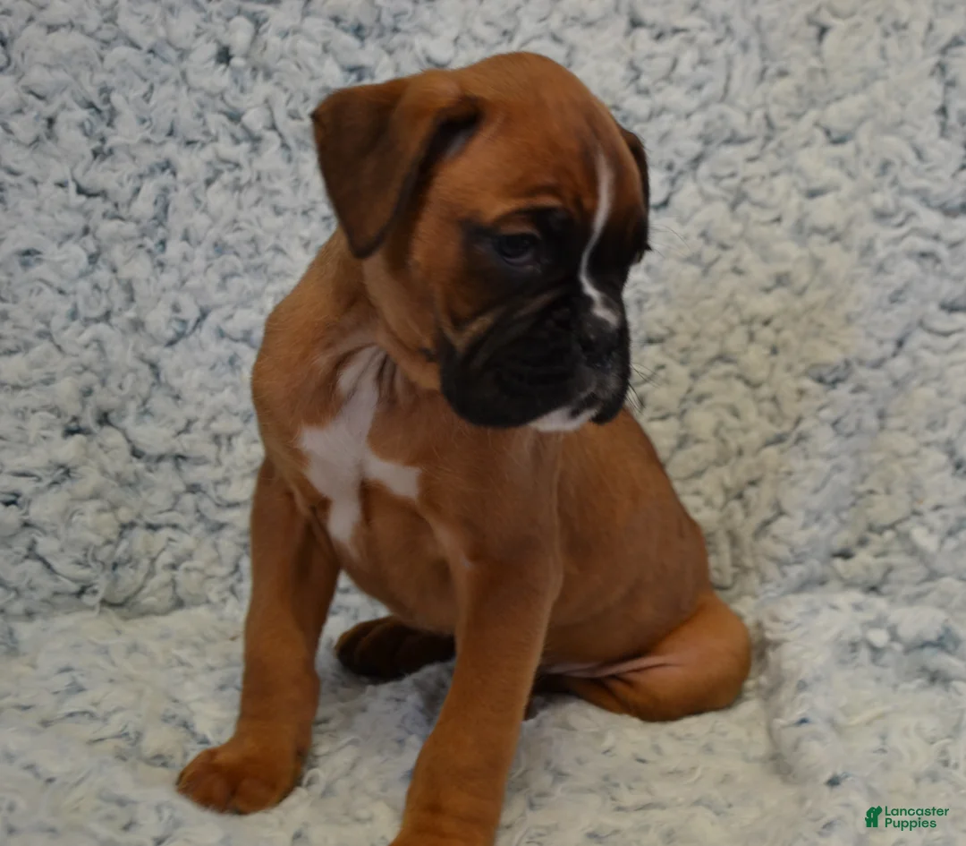 Boxer dogs for sale: Renley - Ad 1
