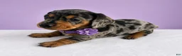 Miniature Dachshund dogs for sale: Lilly - Ad 2