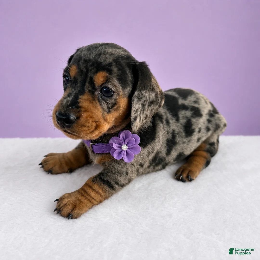 Miniature Dachshund dogs for sale: Lilly - Ad 2