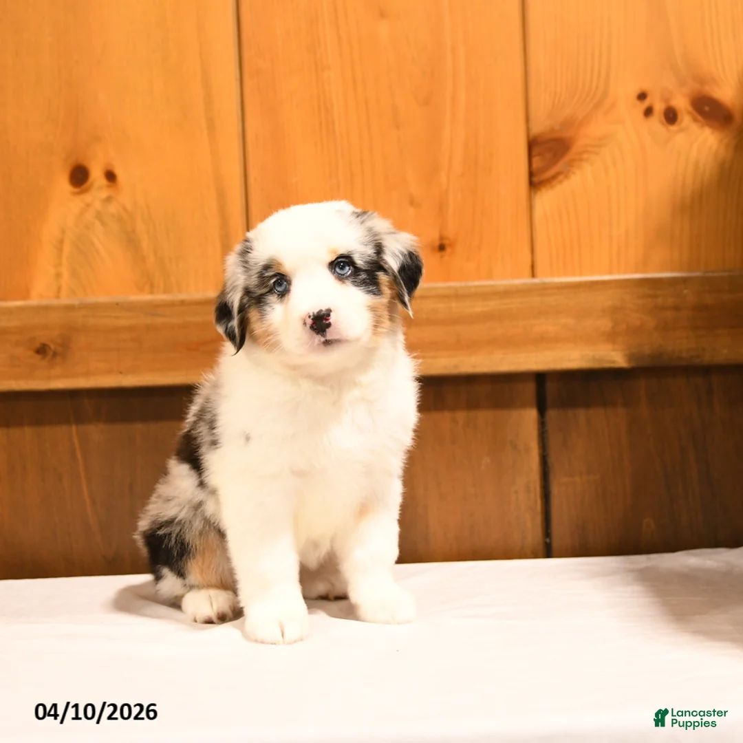 Miniature Australian Shepherd dogs for sale: Koala - Ad 1