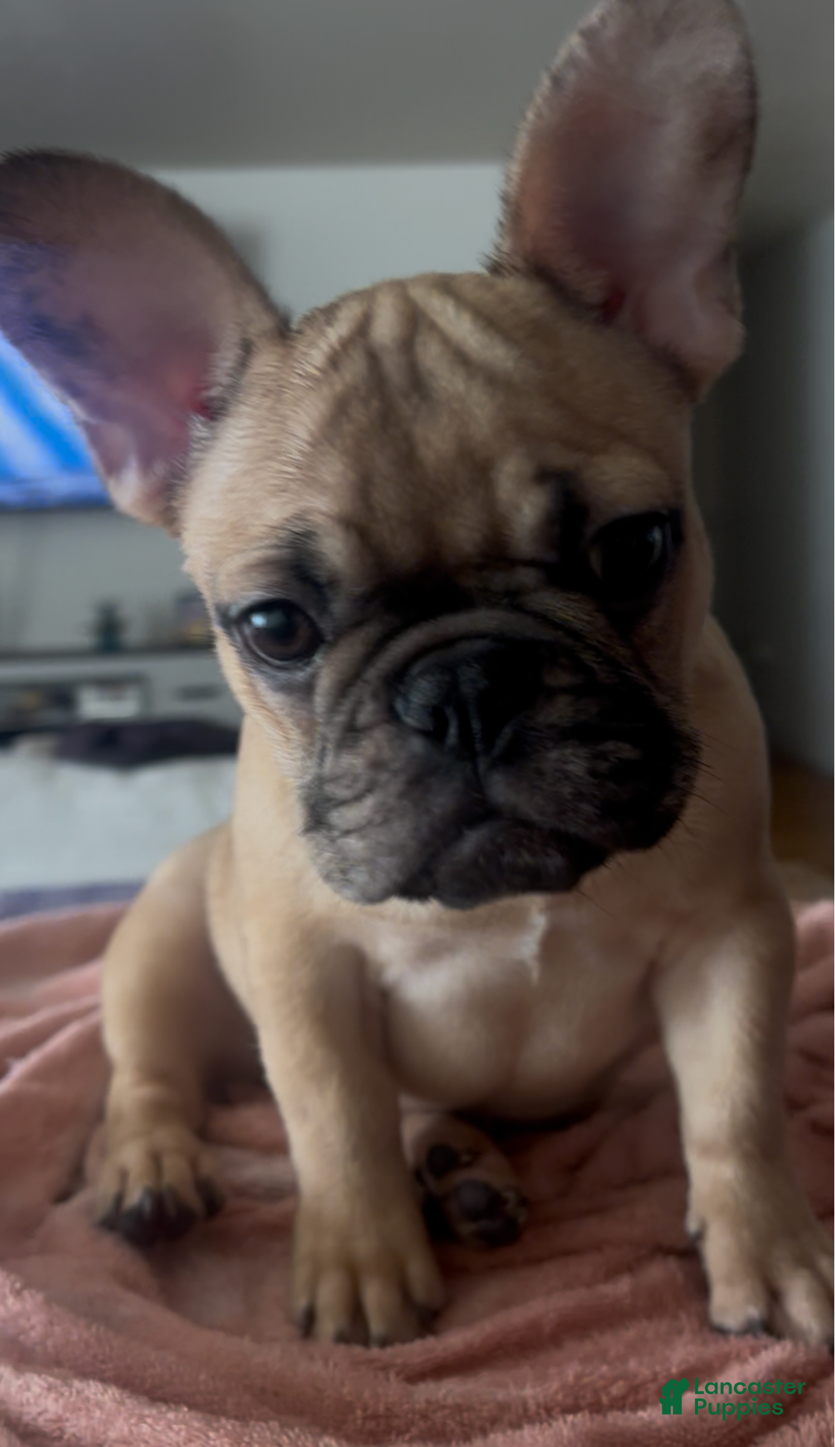 French Bulldog dogs French Bulldog Hazel - Ad 2