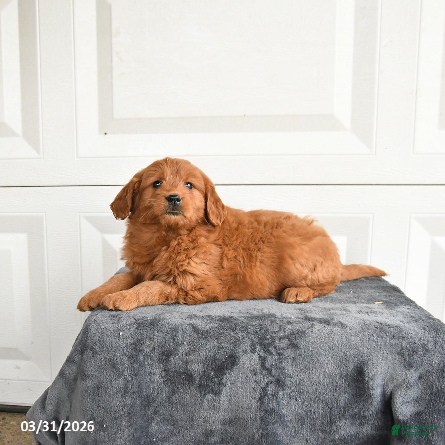 Mini Goldendoodle dogs Maggie - Ad 2