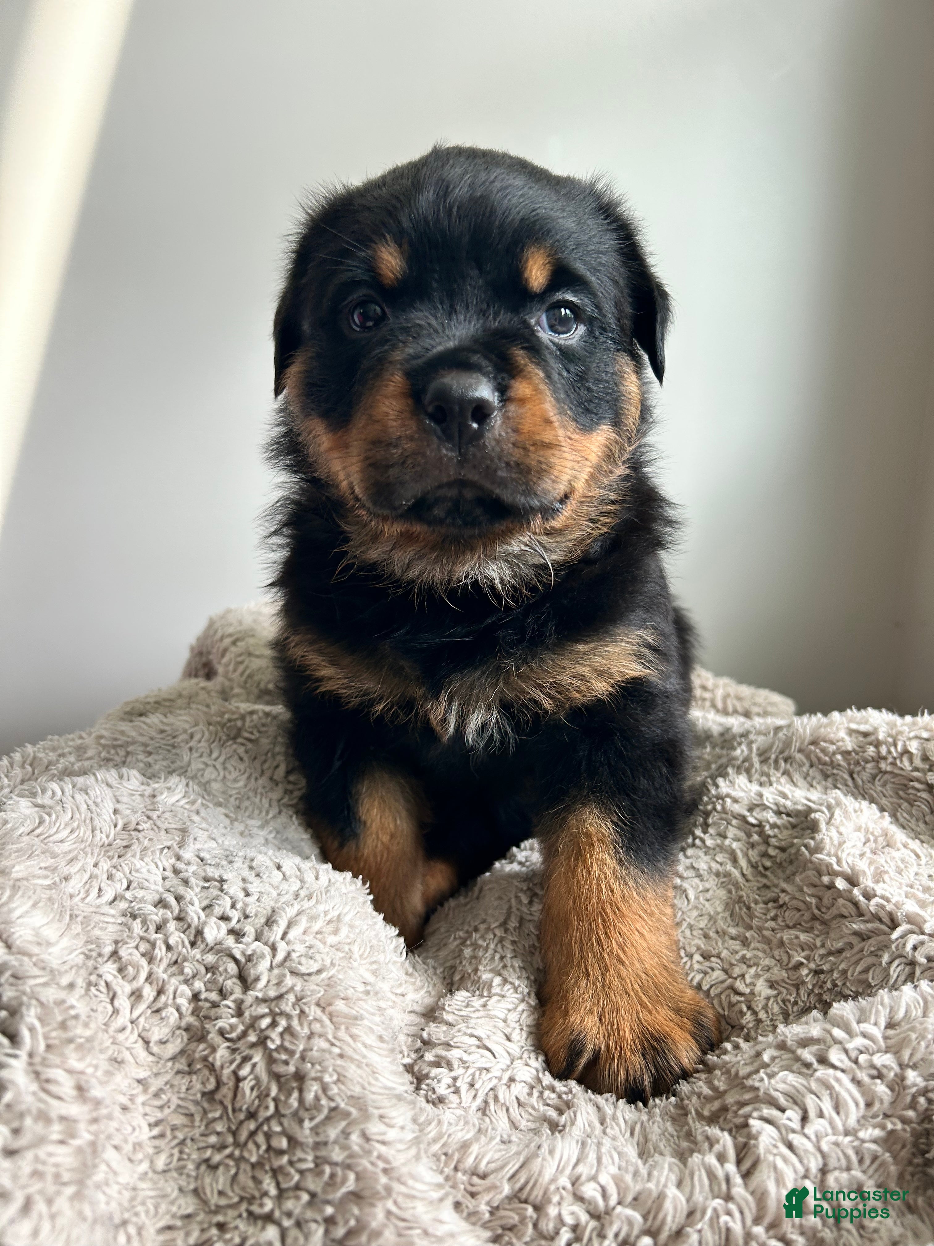 Rottweiler dogs Oak - Ad 2