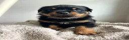 Rottweiler dogs for sale: Oak - Ad 2