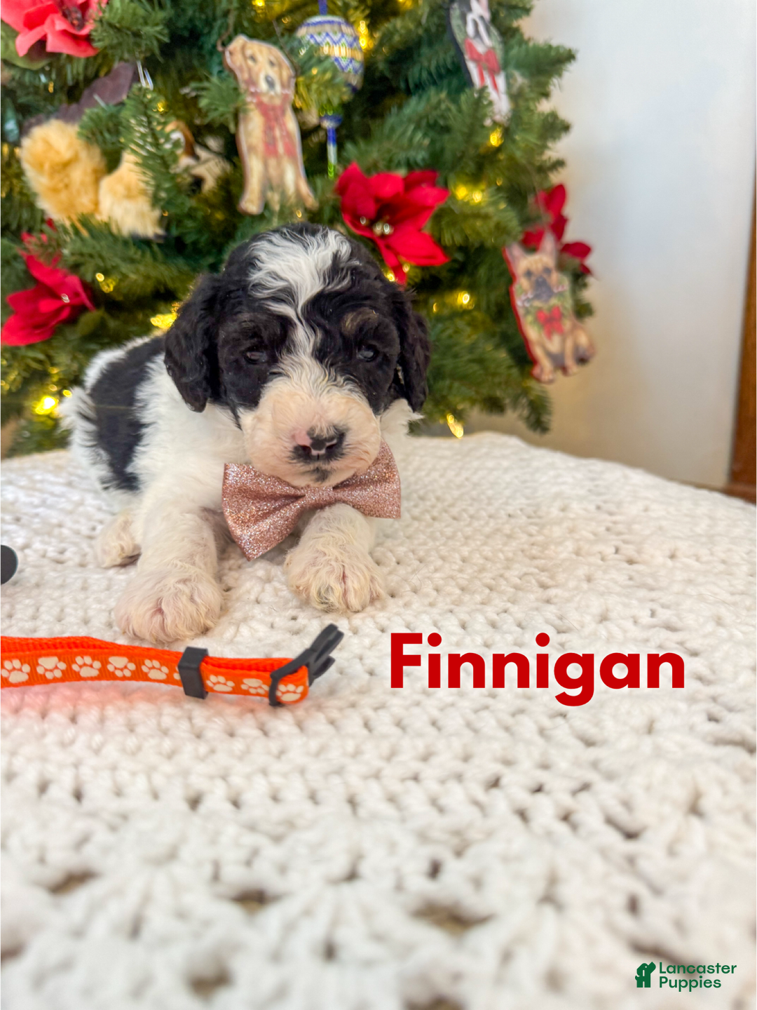 Mixed Breed dogs for sale: Finnigan - Ad 1
