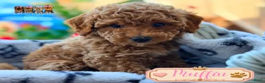 Muffin