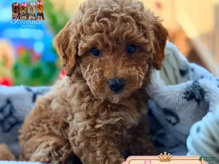 Mini Goldendoodle dogs Muffin - Ad 15