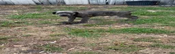 Cane Corso dogs for sale: Gray brindle  - Ad 3