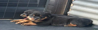 Rottweiler 3