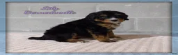 Bernedoodle dogs for sale: Lily - Ad 1