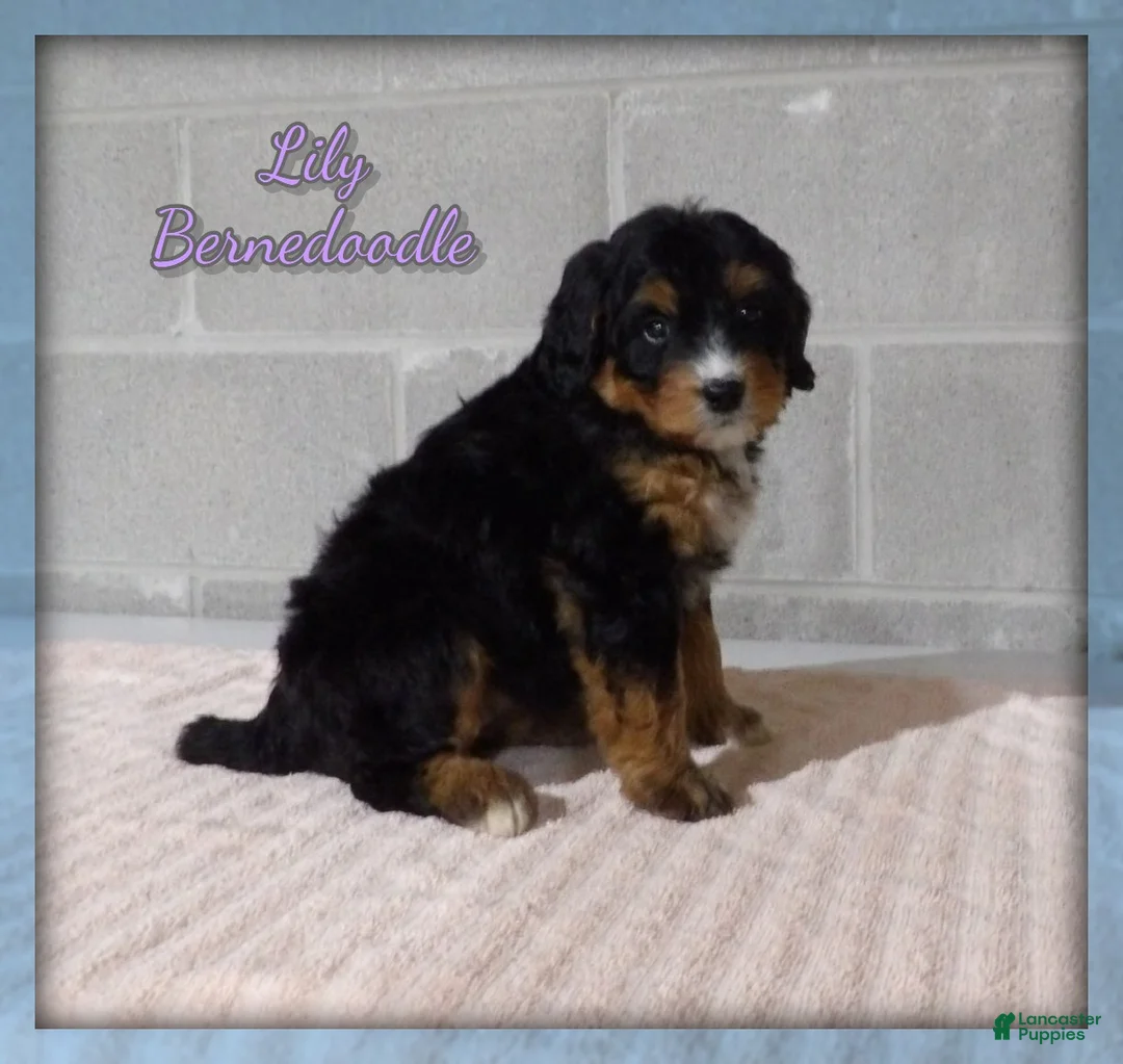 Bernedoodle dogs for sale: Lily - Ad 1