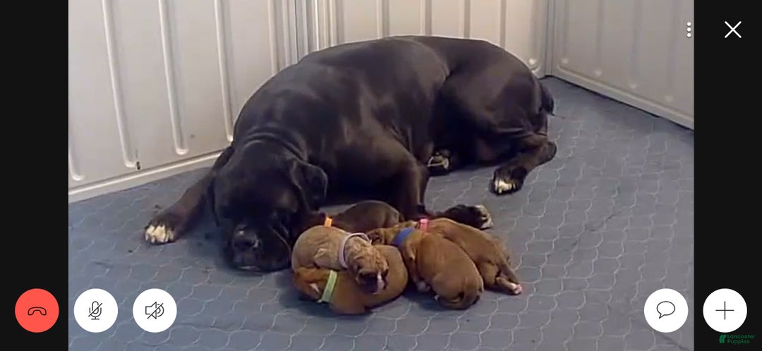 Boxer dogs for sale: Comet - Ad 4