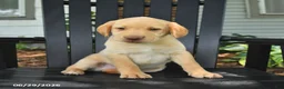 Labrador Retriever dogs for sale: Scooter - Ad 3