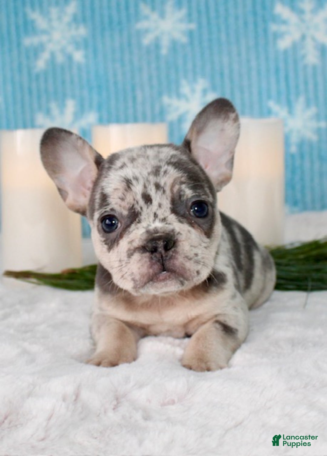 French Bulldog dogs for sale: Olivia - Ad 2