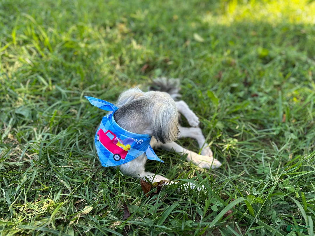 Yorkiepoo dogs for sale: Gilbert - Ad 12