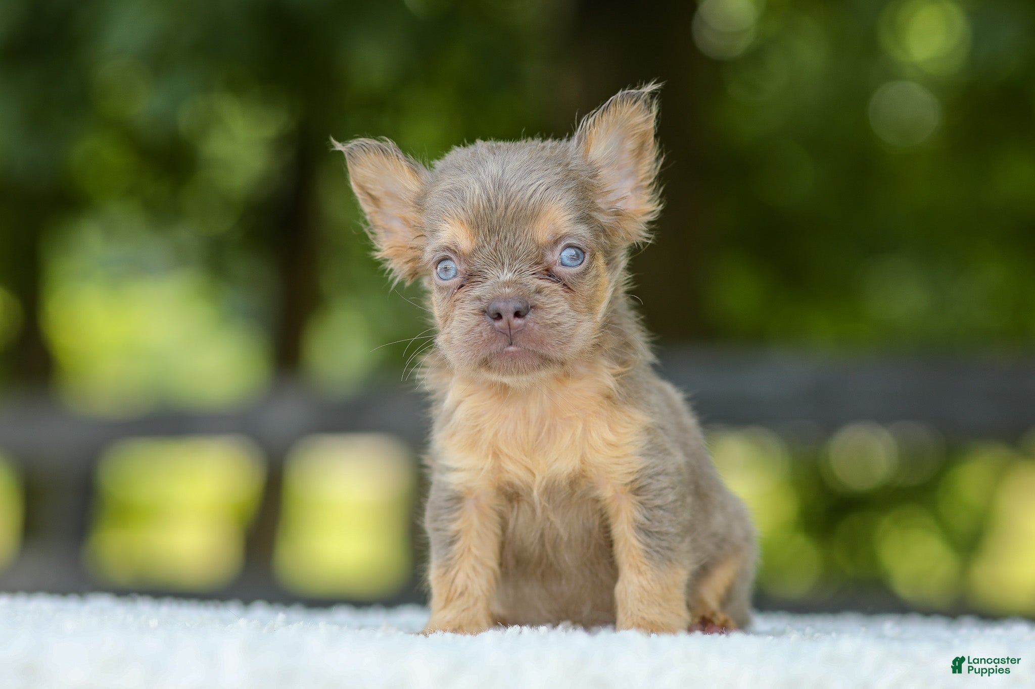 French Bulldog dogs Liam - Ad 1