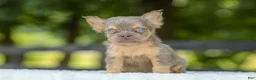 French Bulldog dogs for sale: Liam - Ad 1