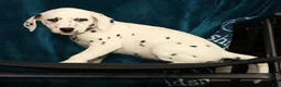 Dalmatian dogs for sale: Janice - Ad 6