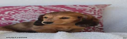 Miniature Dachshund dogs for sale: Rusty - Ad 3