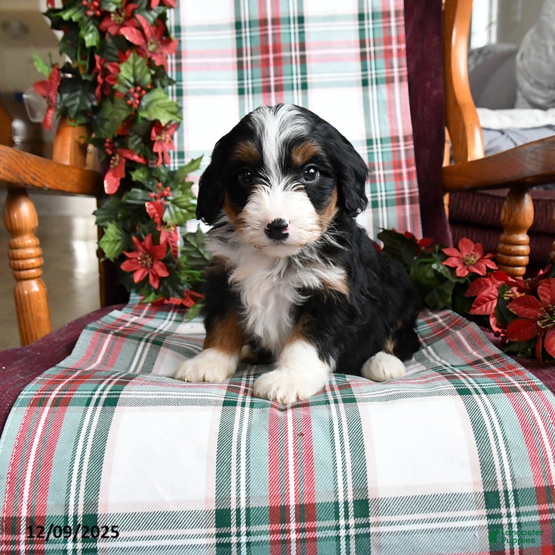 Bernedoodle dogs for sale: Chelsea - Ad 1