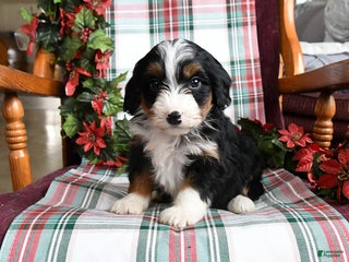 Bernedoodle dogs Chelsea - Ad 5