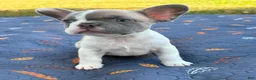 French Bulldog dogs for sale: CODI - Ad 5