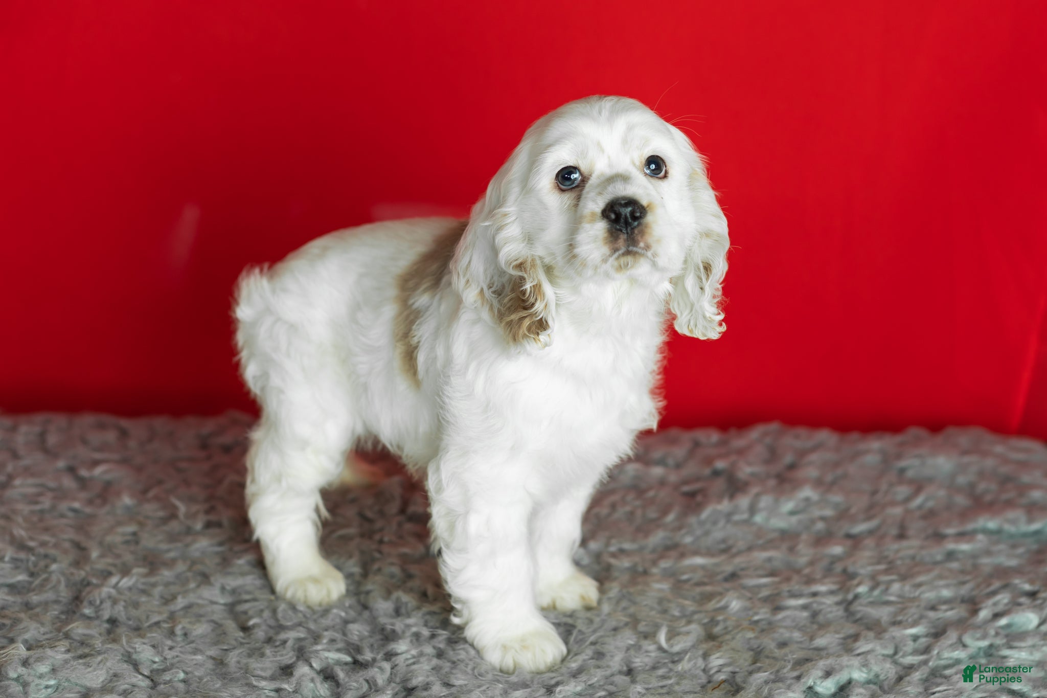 Cocker Spaniel dogs Banjo - Ad 27