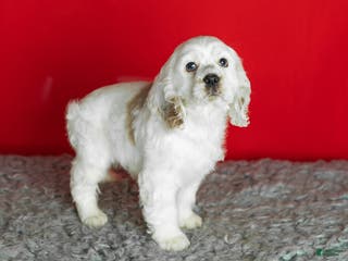 Cocker Spaniel dogs Banjo - Ad 12